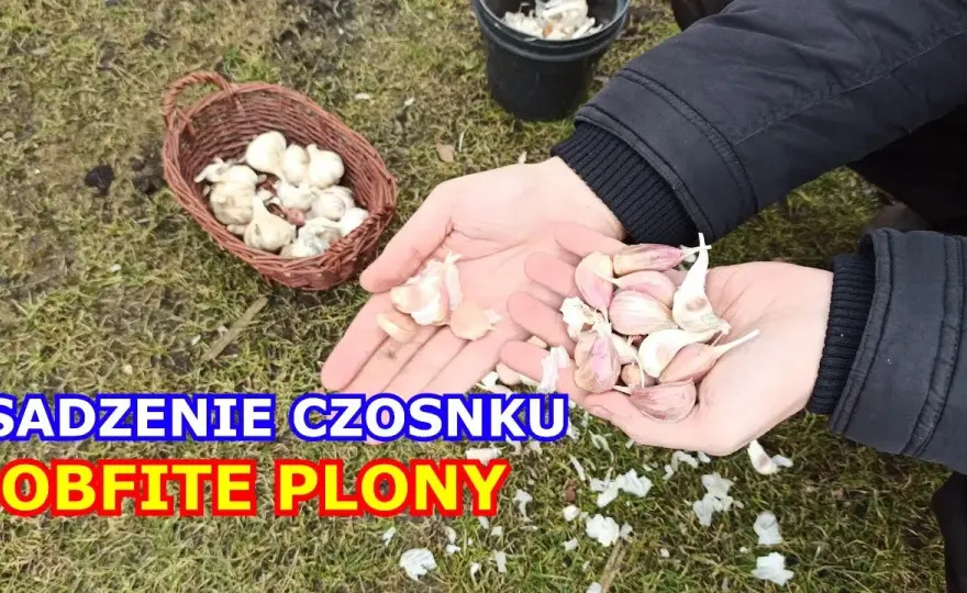 Jak się sadzi czosnek – najlepsze metody i najczęstsze błędy
