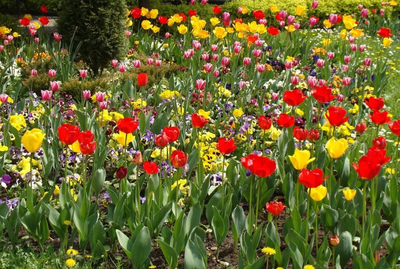 Kolorowe tulipany i bratki w wiosennym ogrodzie.