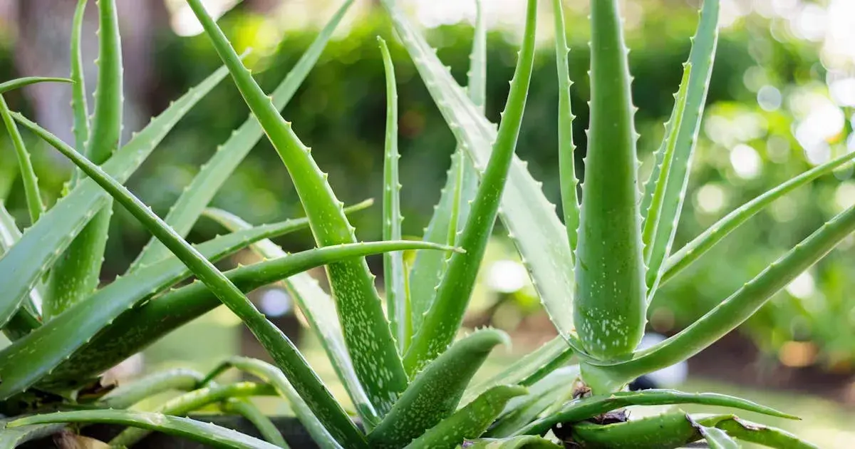 Jak uprawiać aloes: proste sposoby na zdrową roślinę w domu