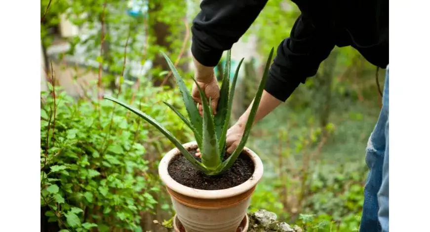 Zdjęcie Jak uprawiać aloes: proste sposoby na zdrową roślinę w domu
