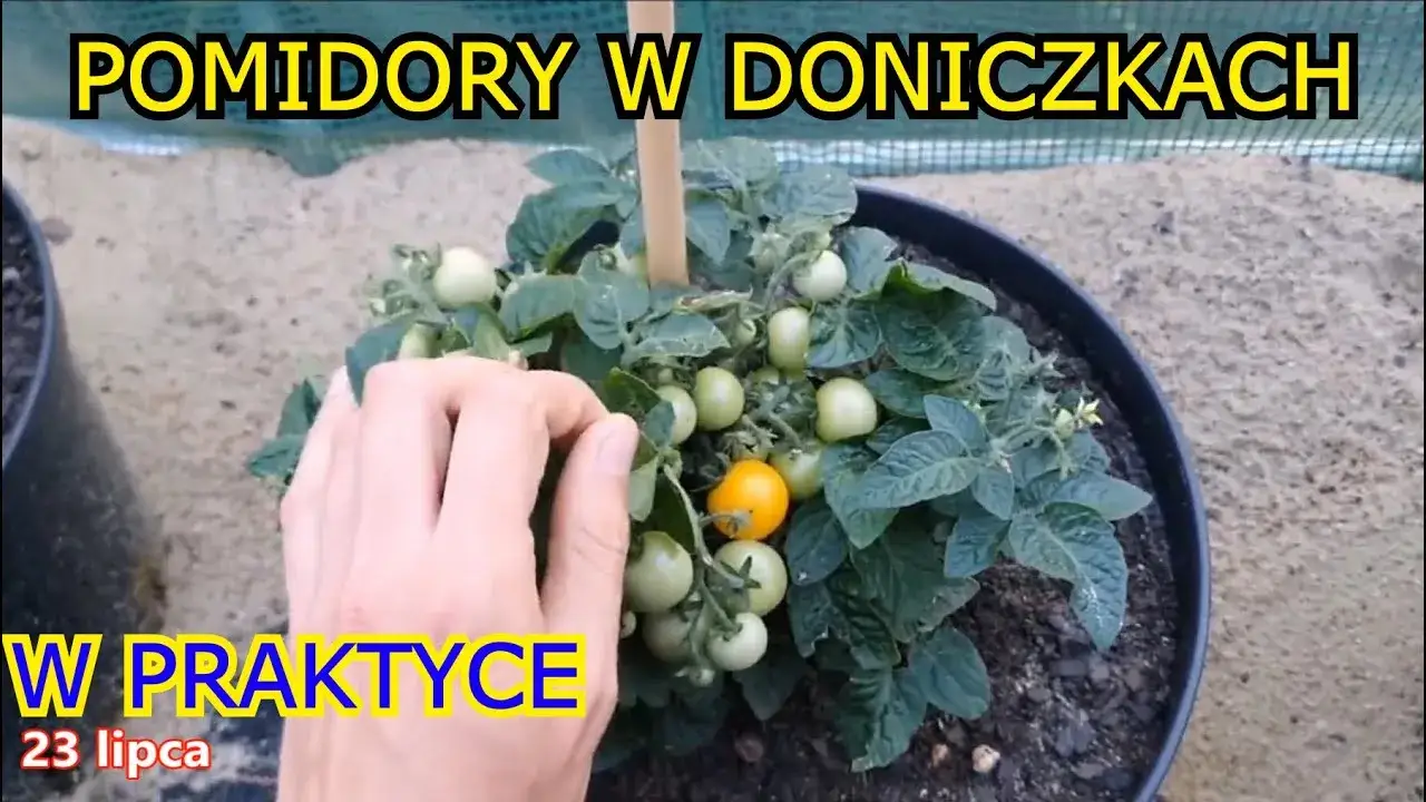 Zdjęcie Jak uprawiać pomidory w doniczkach i uniknąć najczęstszych błędów
